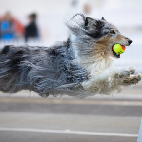 Odo with a flyball