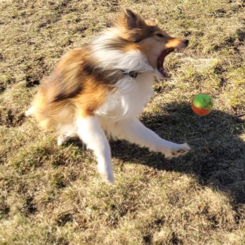 Arex with a flyball